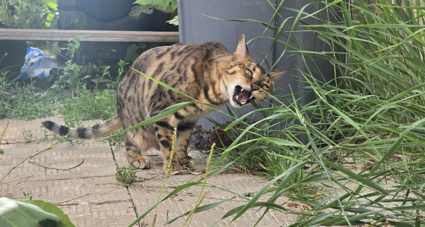    Почему кошка постоянно мяукает: три основные причины и случаи, в которых нужно мчать к ветеринару