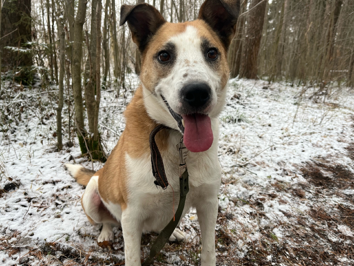 Голди: " Вкусняшку принесла?!"