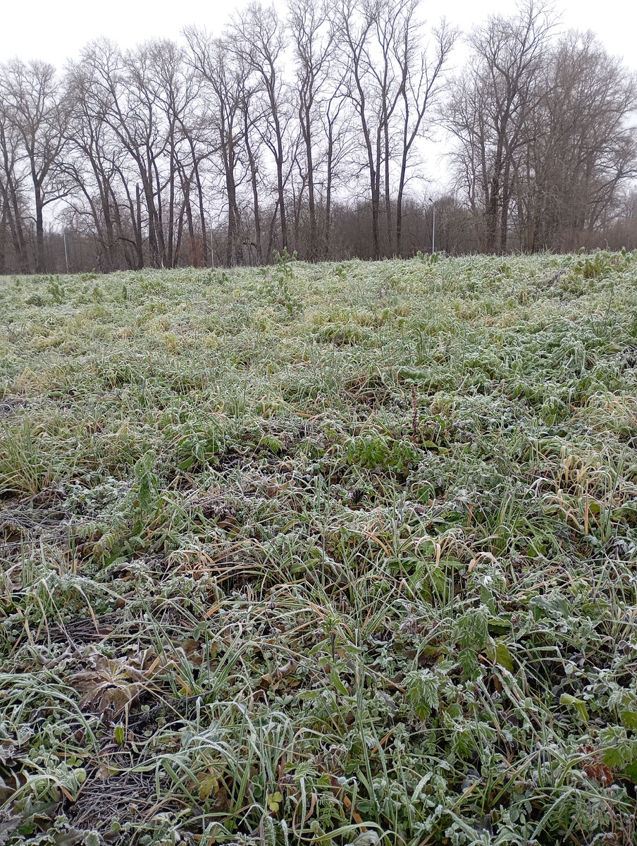 Привычный для ноября утренник