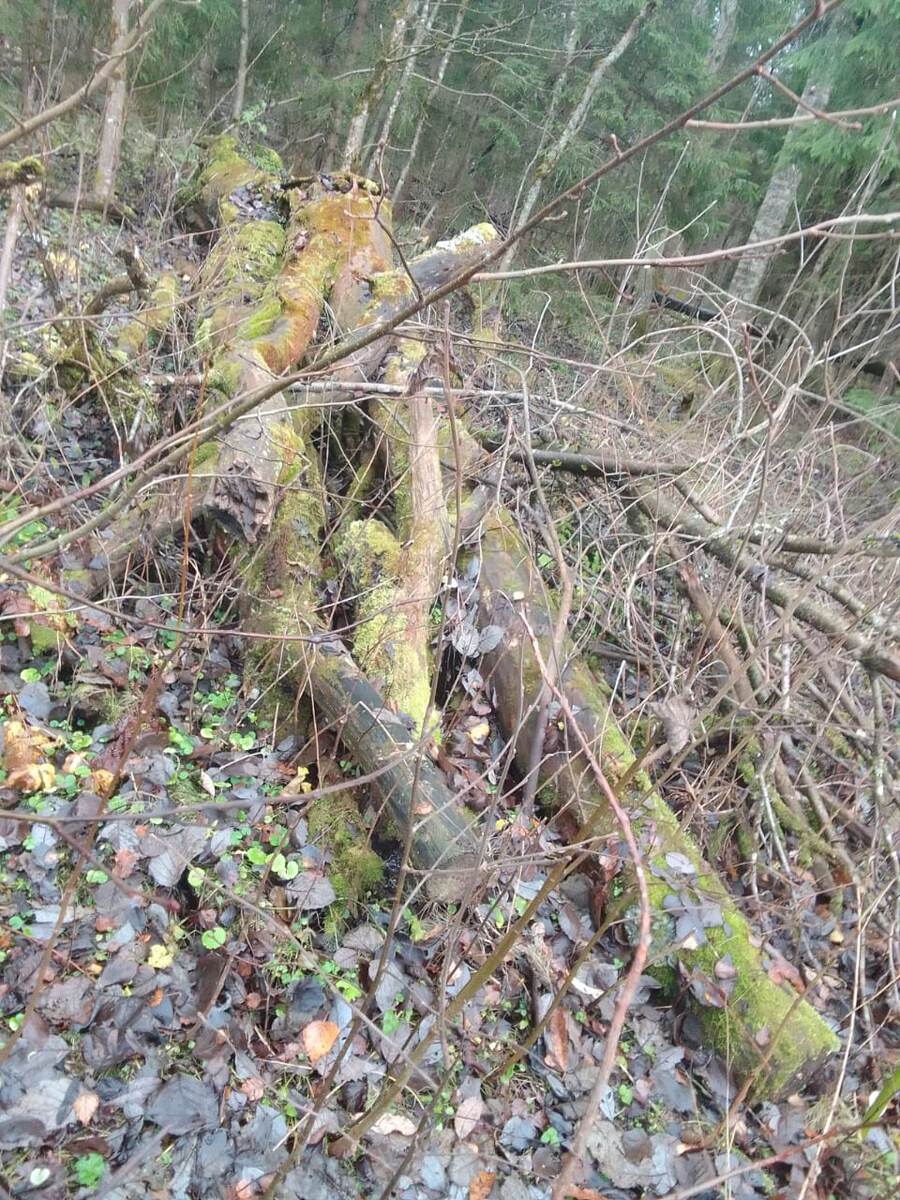 Деревья в лесу