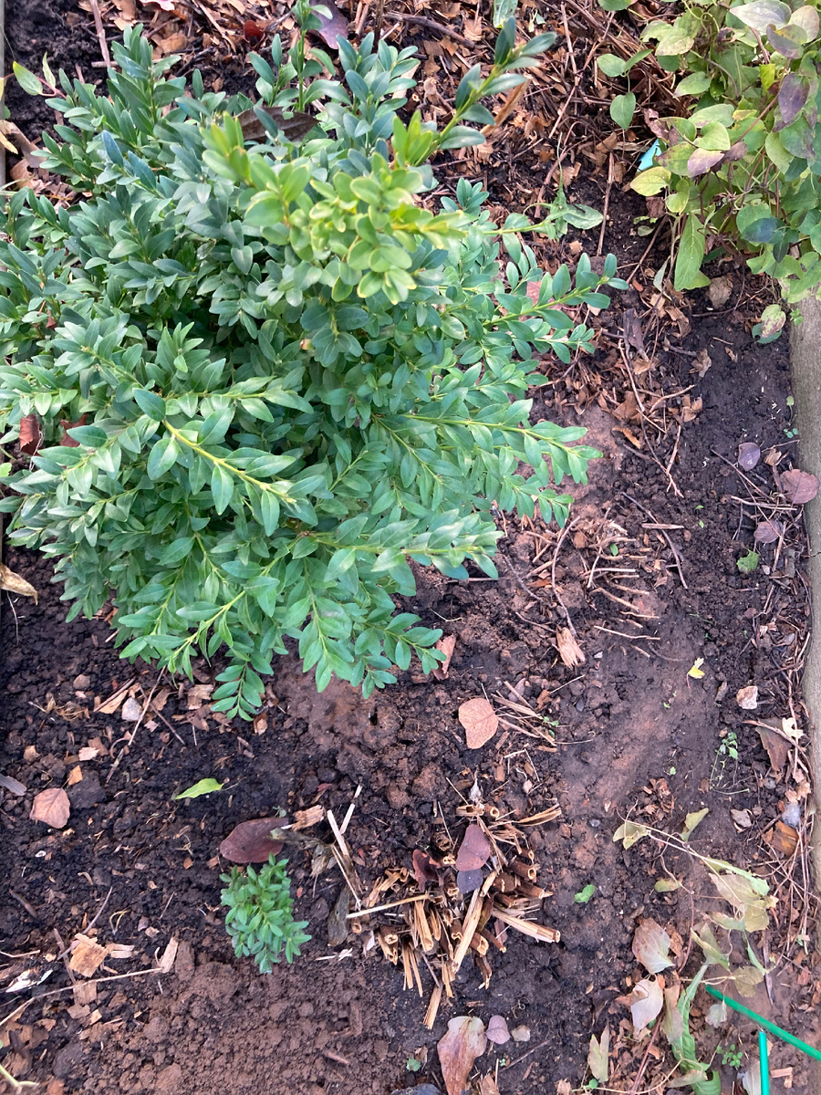 А рядом маленький самшитенок из укорененной веточки. И единственный клематис, на который не поднялась рука.