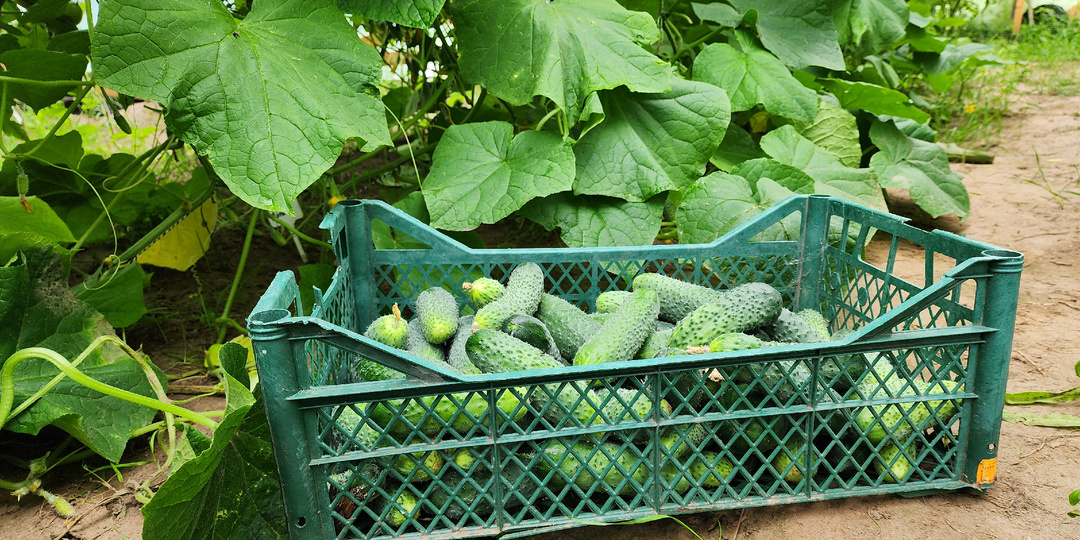 Топ-3 огурцов, которые гарантируют высокий урожай в ЛЮБОЕ лето