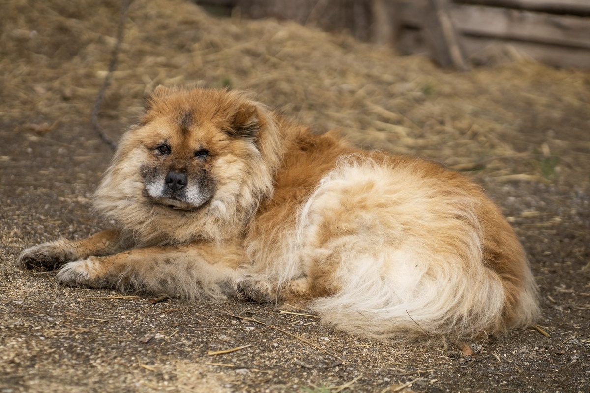 Мушке около 15 лет( метис чау- чау)
