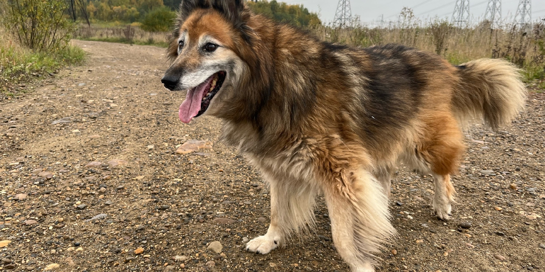 Наши седовласые мудрецы: поможем возрастным питомцам достойно встретить старость
