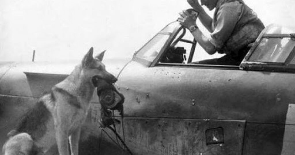 Четвероногие герои войны: как собаки сражались на фронтах Великой Отечественной