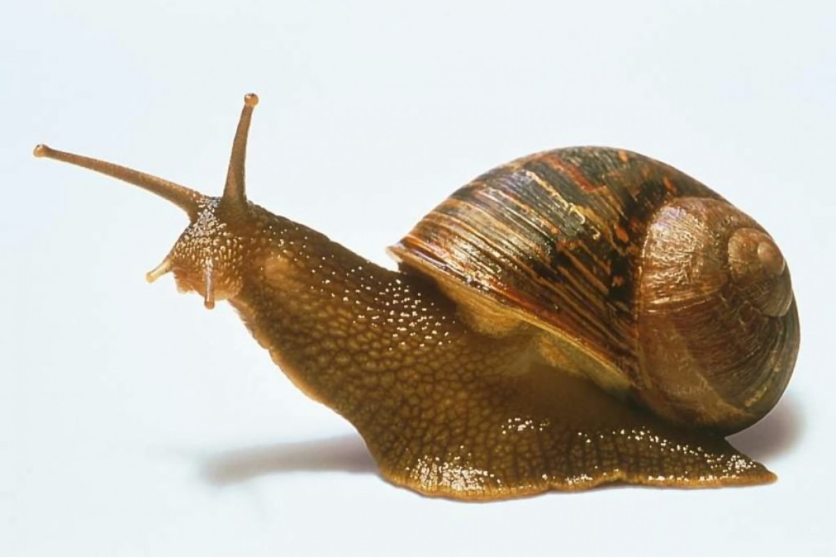 Фото с сайта: https://www.medwellness.it/en/category/estetica-e-salute/page/8/