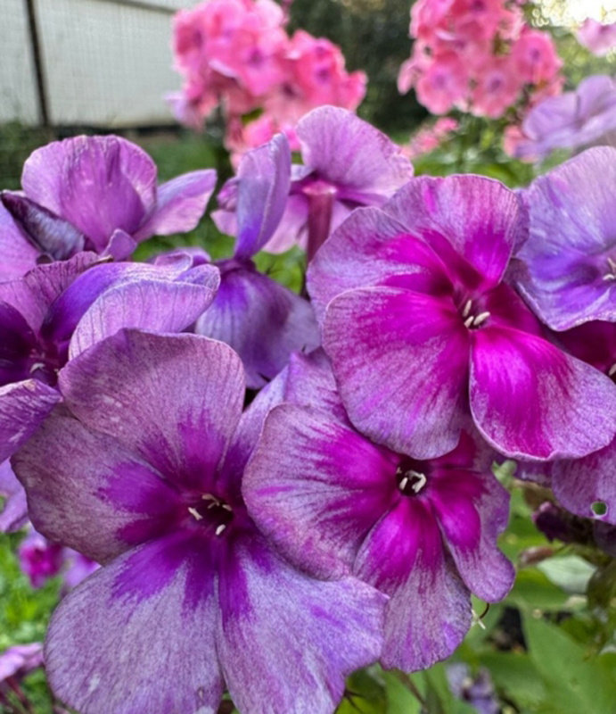 4. В галерее 2 фото, листайте