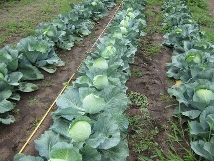 Лёгкость капусты 7 месяцев