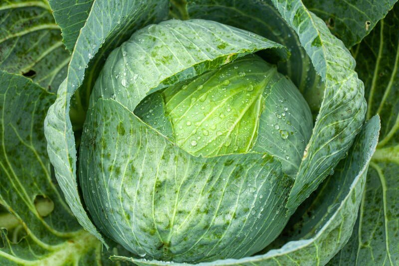 Капуста анкома не страдает от килы