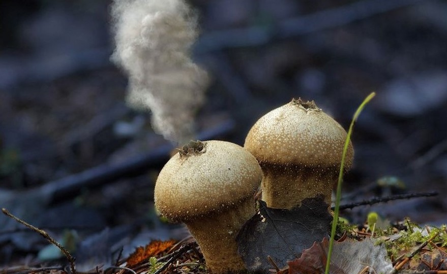 Дедушкин табак / цыганская пудра / волчий пук