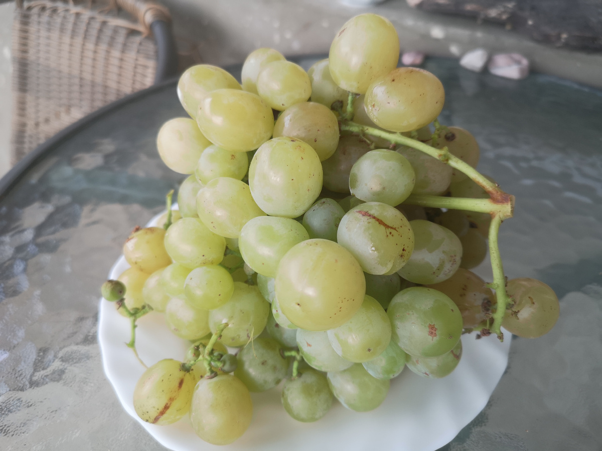 Нашла Мускат Италию! Тоже дадут чубук😍