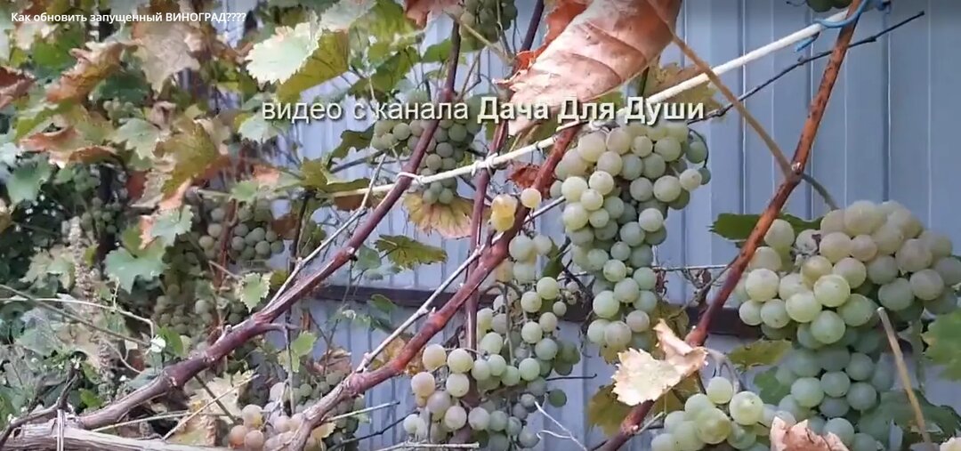 Как обрезать старый запущенный виноград