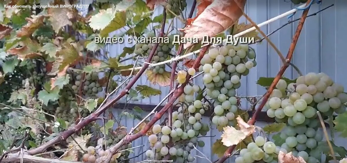 Ваш виноград превратился в бабушкин сундук? Пора его омолодить!