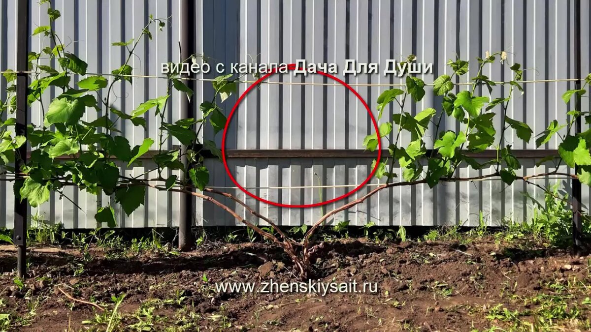 Побеги в стороны — и получают лысину посередине