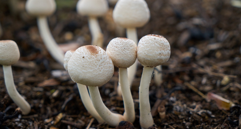    Как правильно и вкусно заморозить опята на зиму в домашних условиях - 4 рецепта