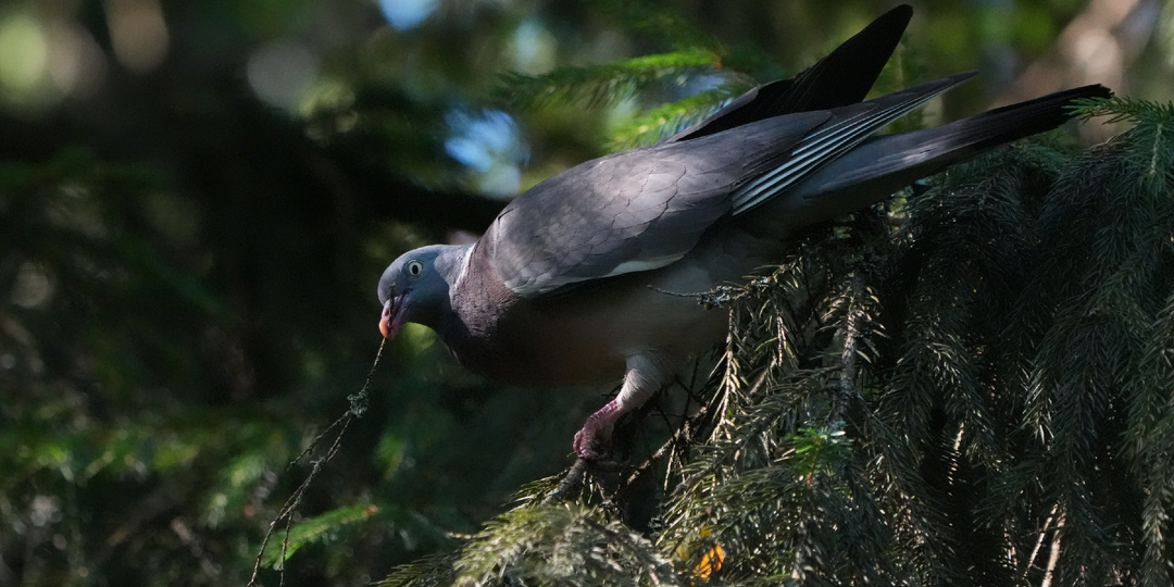 Вяхирь он-же (витютень) удивляет орнитологов