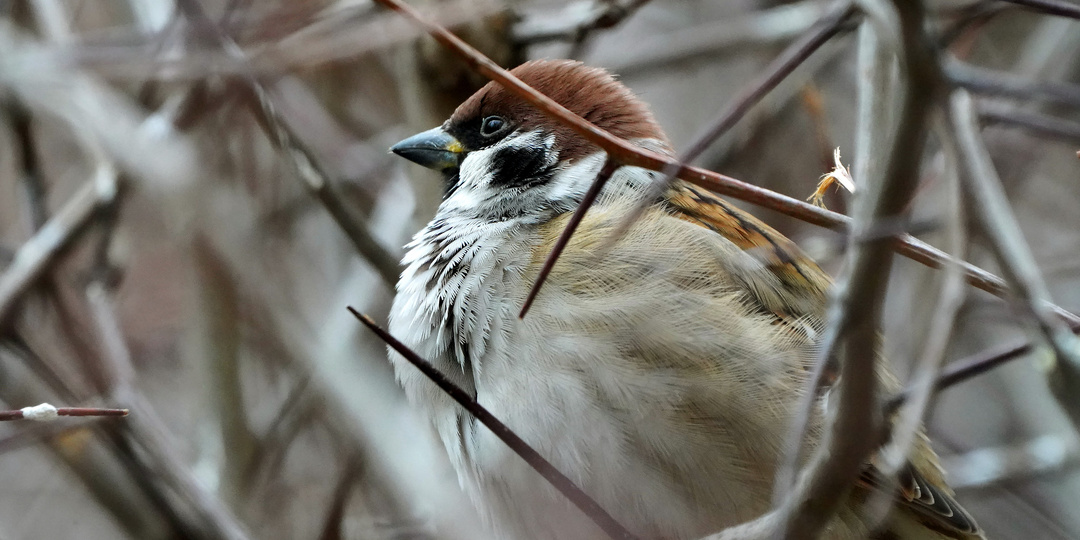 Воробьи - факты, которые вы о них не знали.