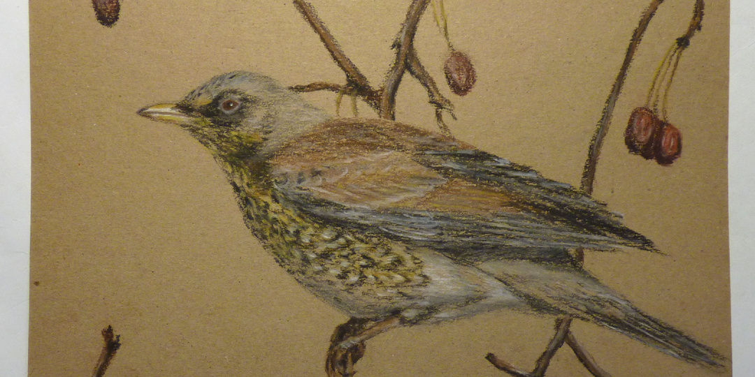 Рисунок пастельными карандашами "Дрозд-рябинник"