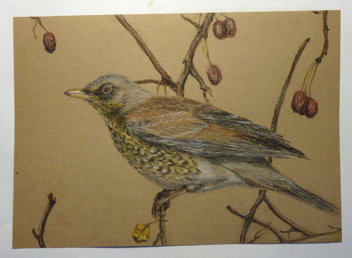 Дрозд-рябинник