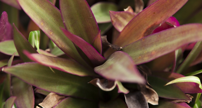    Главное — создать условия: почему не цветёт декабрист и как спасти положение