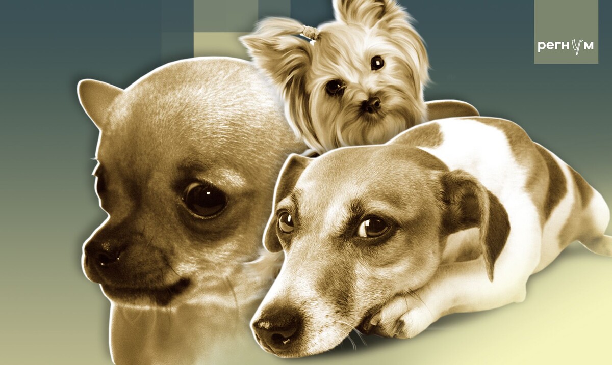     / Источник: Иван Шилов (с) ИА Регнум