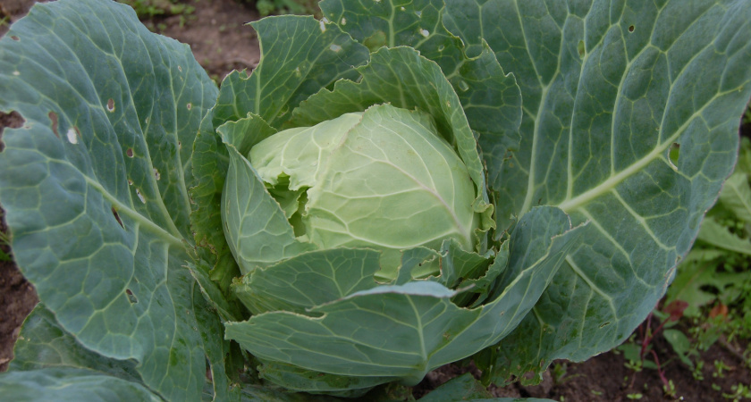    Подвожу дачные итоги: мои 3 беспроигрышных сорта капусты - без удобрений и мороки вес от 3 кг