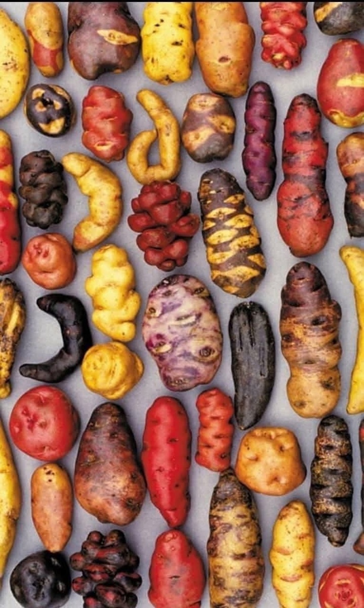 всевозможные сорта картофеля из Перу, фотку слямзила традиционно из открытого доступа