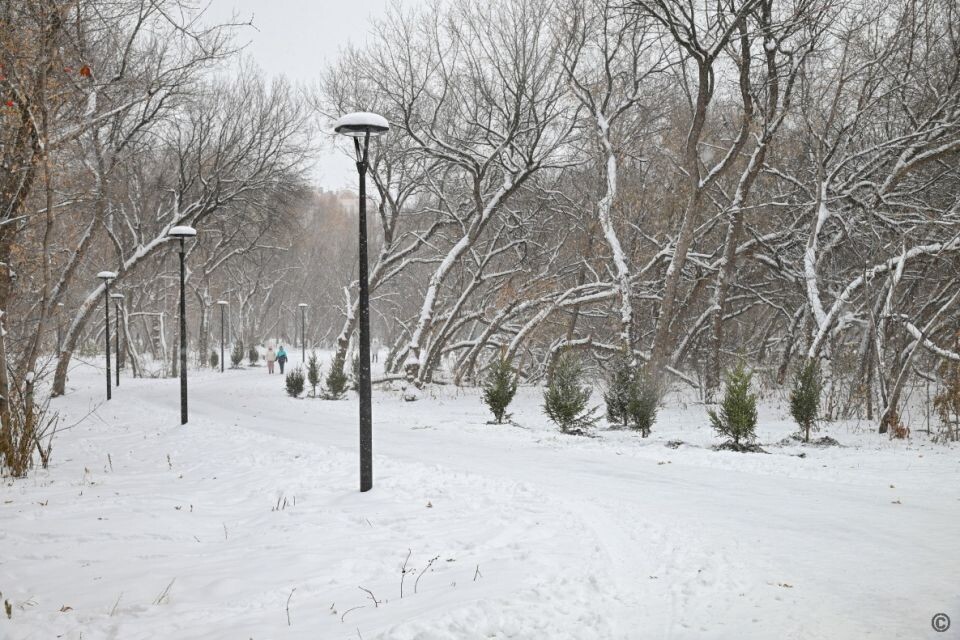    Деревья в парке имени Ленина. Источник: barnaul.org