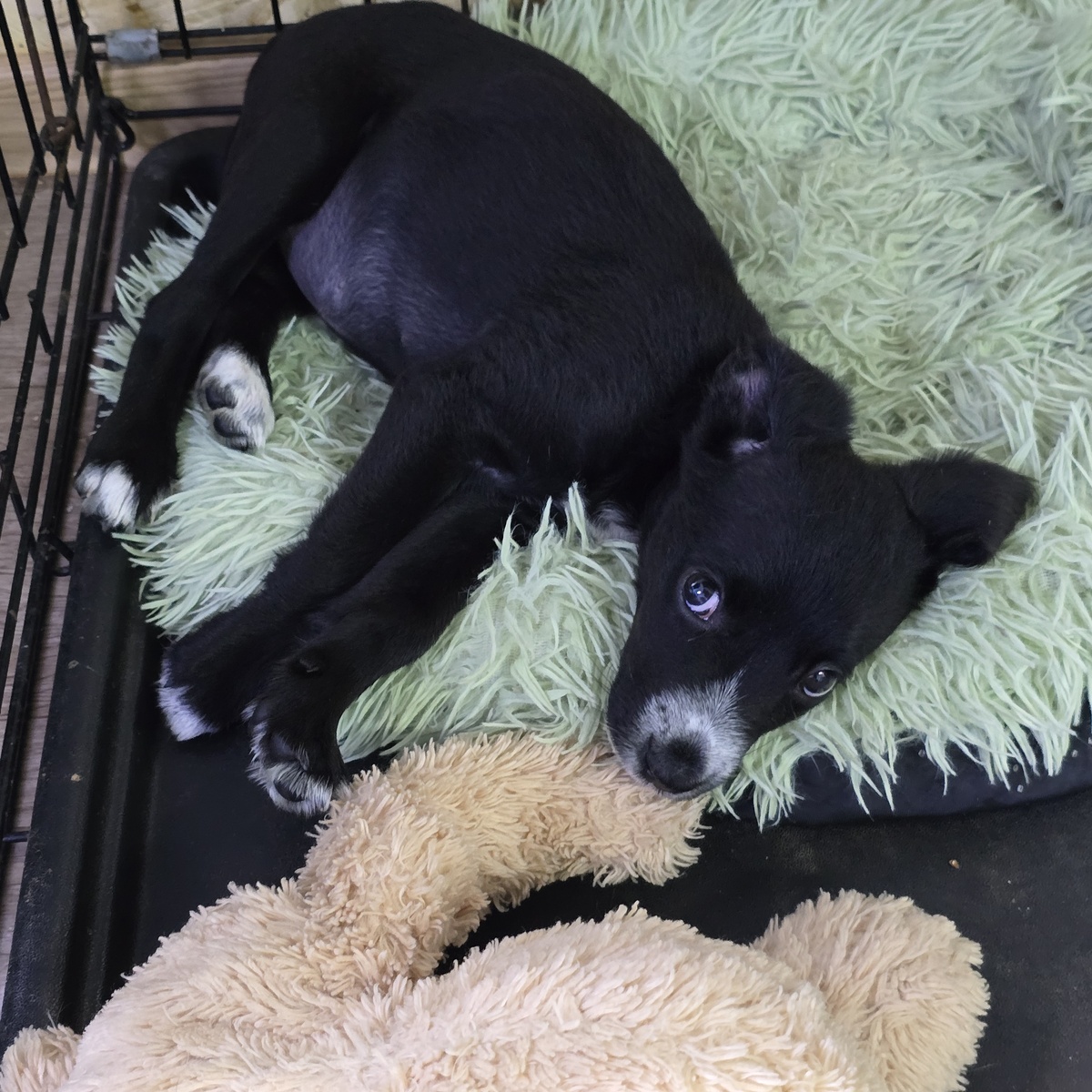 мечтательная собачка строит хитрые планы проникновения