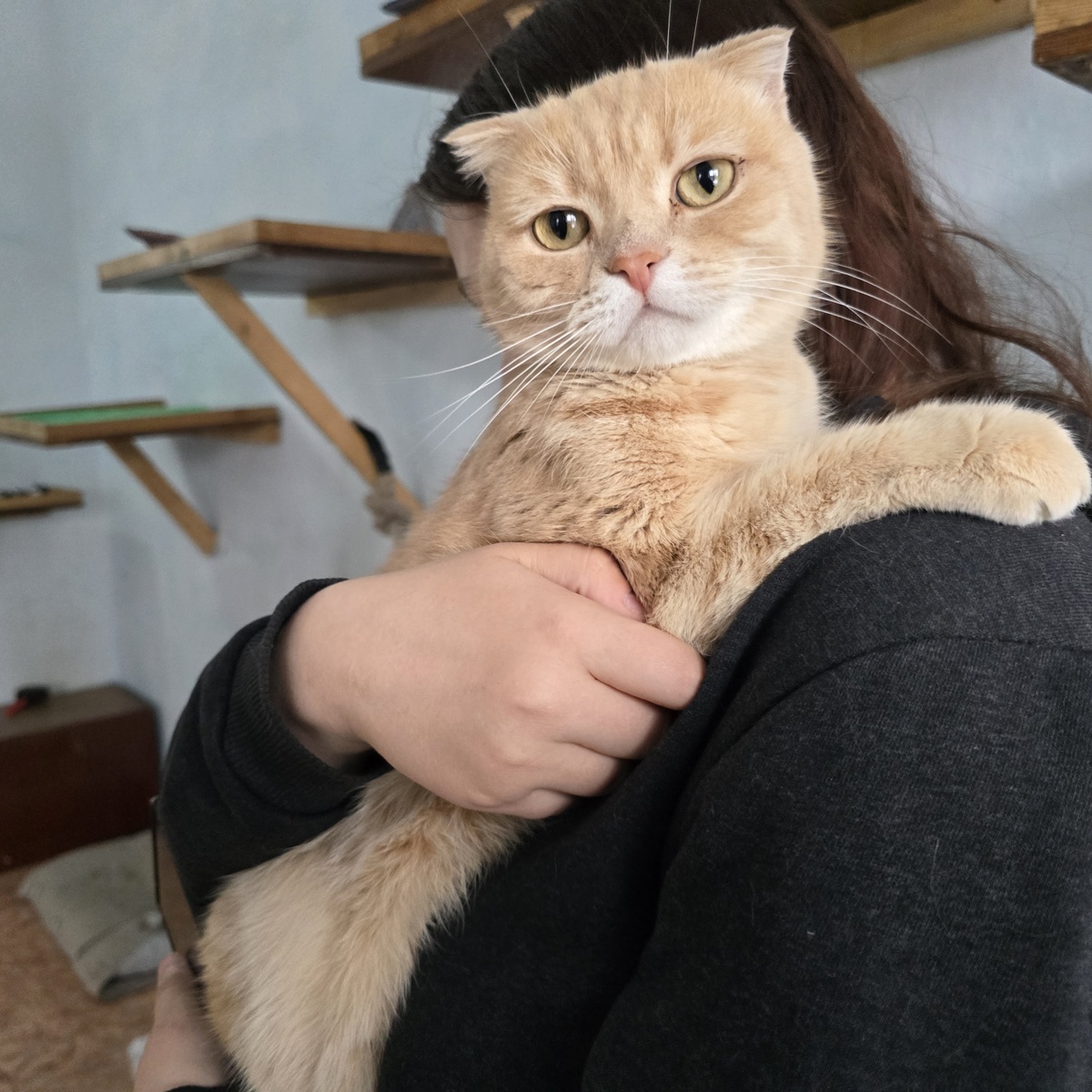 рыжий дипломат обдумывает межвидовые соглашения