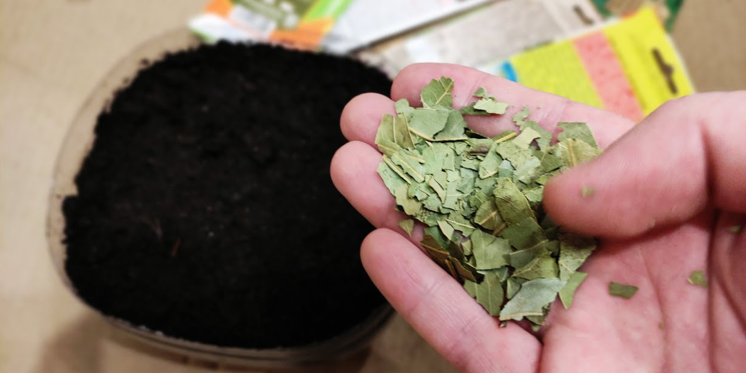 Хит среди подкормок 2026 года! Используйте «лаврушку», и вся рассада будет толщиной с палец