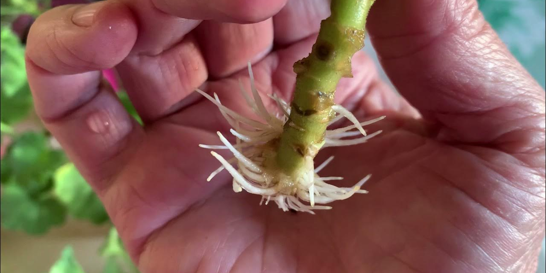 Выбросьте уже «Корневин»: любой черенок даст корни в воде уже на 3-5 день. А то и раньше