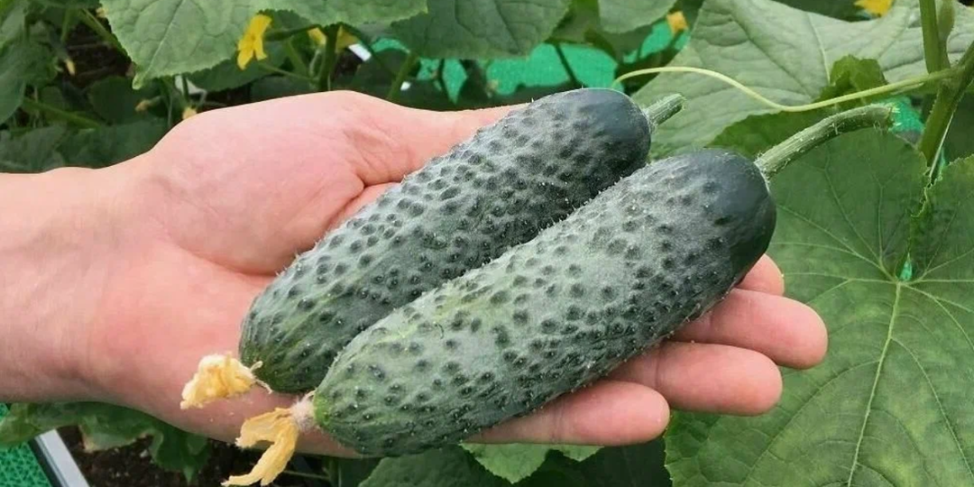 Успел купить 7 пачек огурцов, которых в декабре уже не будет в продаже. Хиты 2026 года среди огурцов