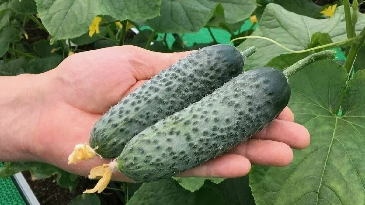 Щедрый капитан