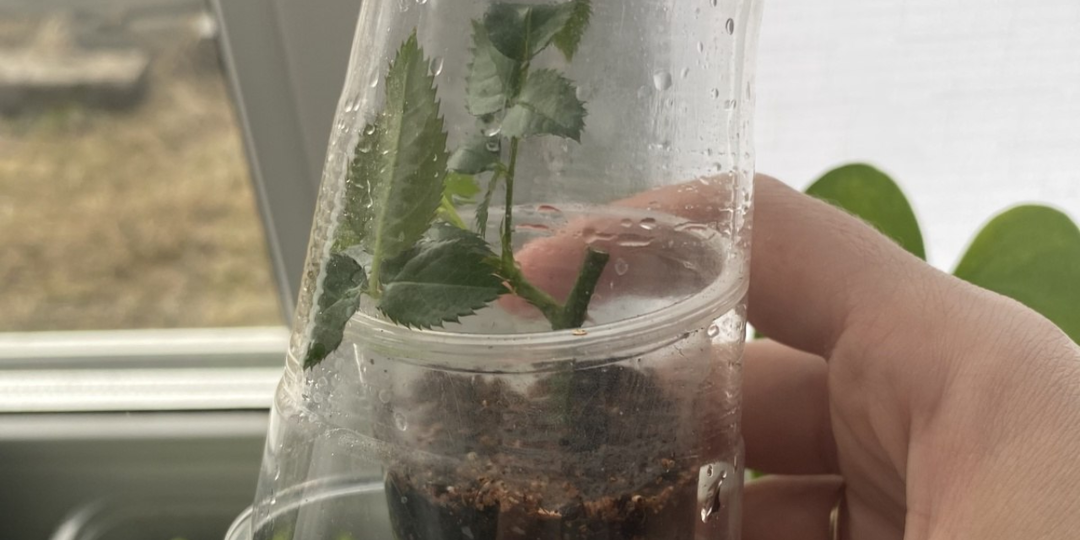 5 из 7 черенков всегда дают корни: 5 надёжных методов укоренения роз зимой