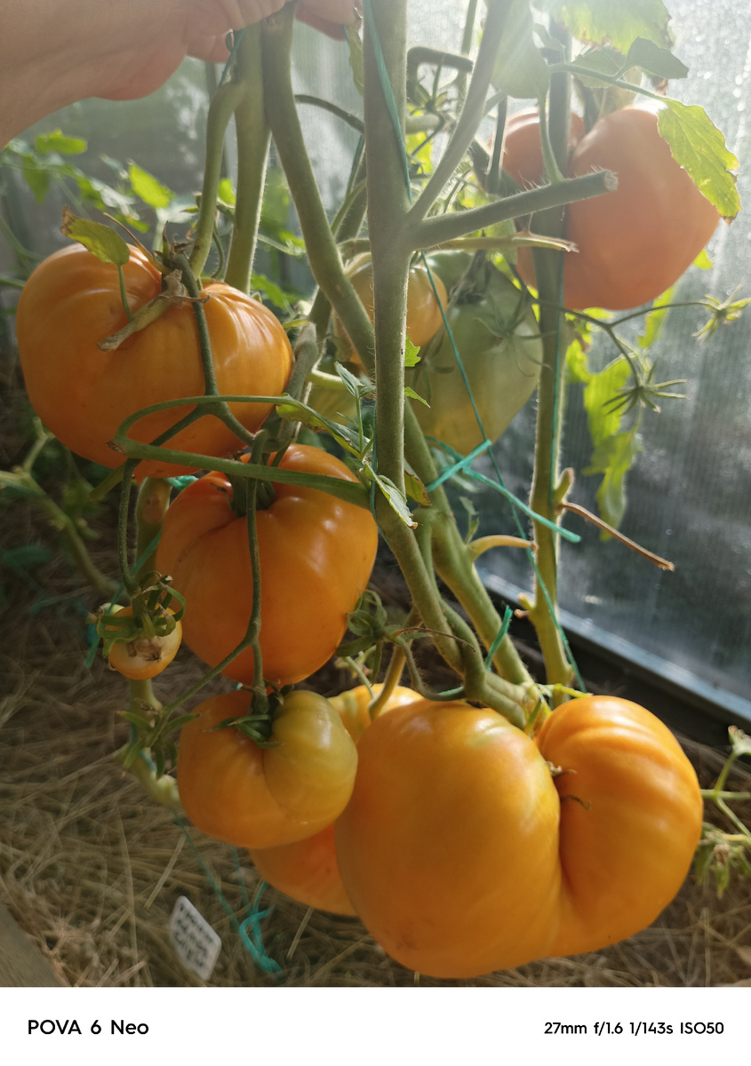 Немецкая оранжевая клубника