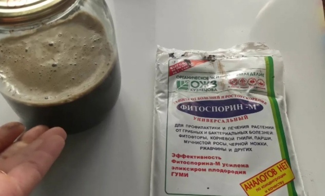 главное разводите фитоспорин правильно и в теплой воде/