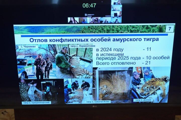    Фото:Вячеслав Реутов / khabkrai.ru