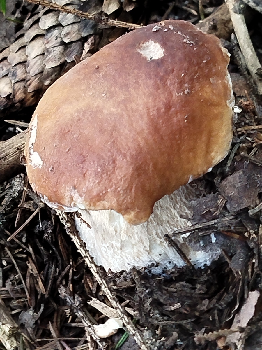 Сергей Грибник. Кубинка