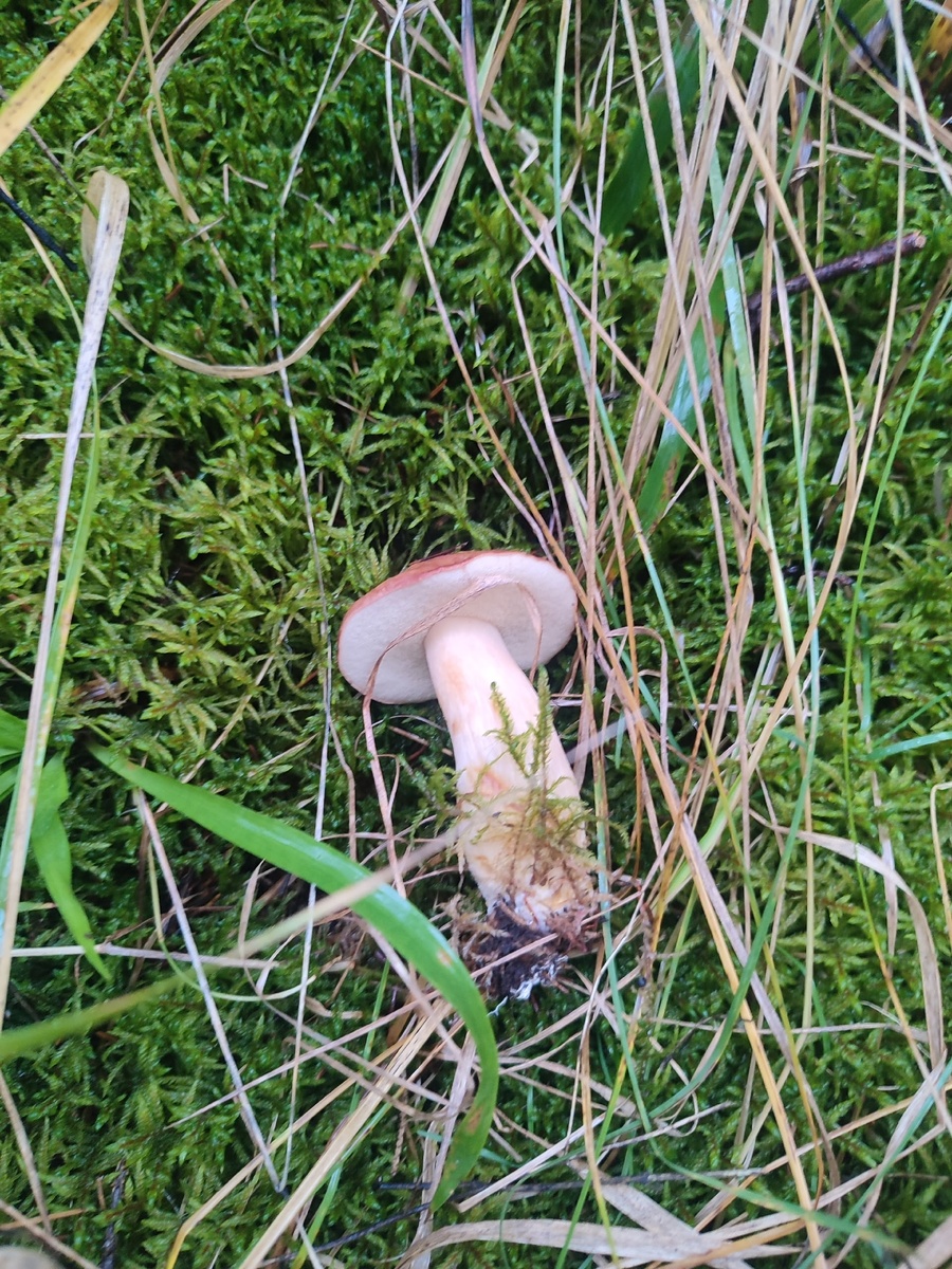 Елена Соколова. Сидел глубоко во мху