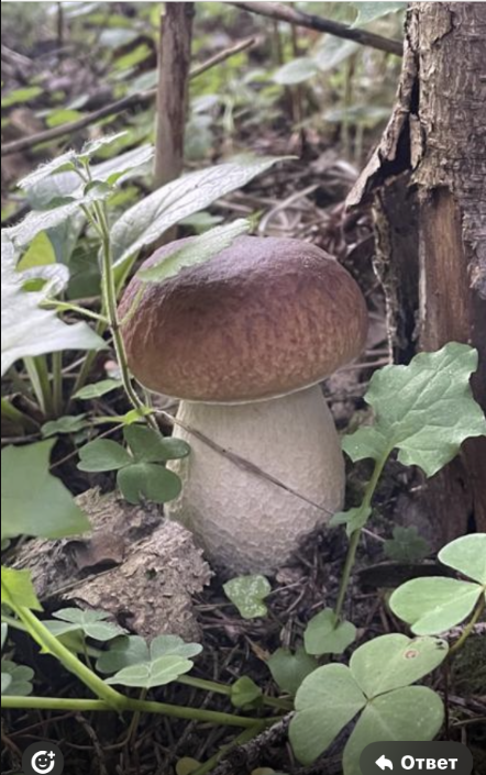 Измайлова Елена. МО, Рузский район поселок Дорохово