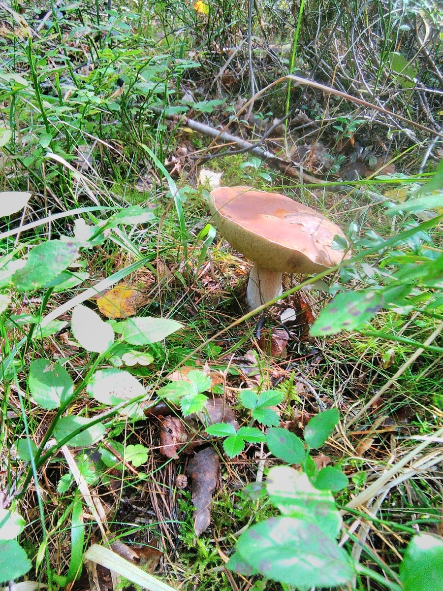 Варвара Травкина. Красавцы найденные в Выборгском районе Ленинградской области.