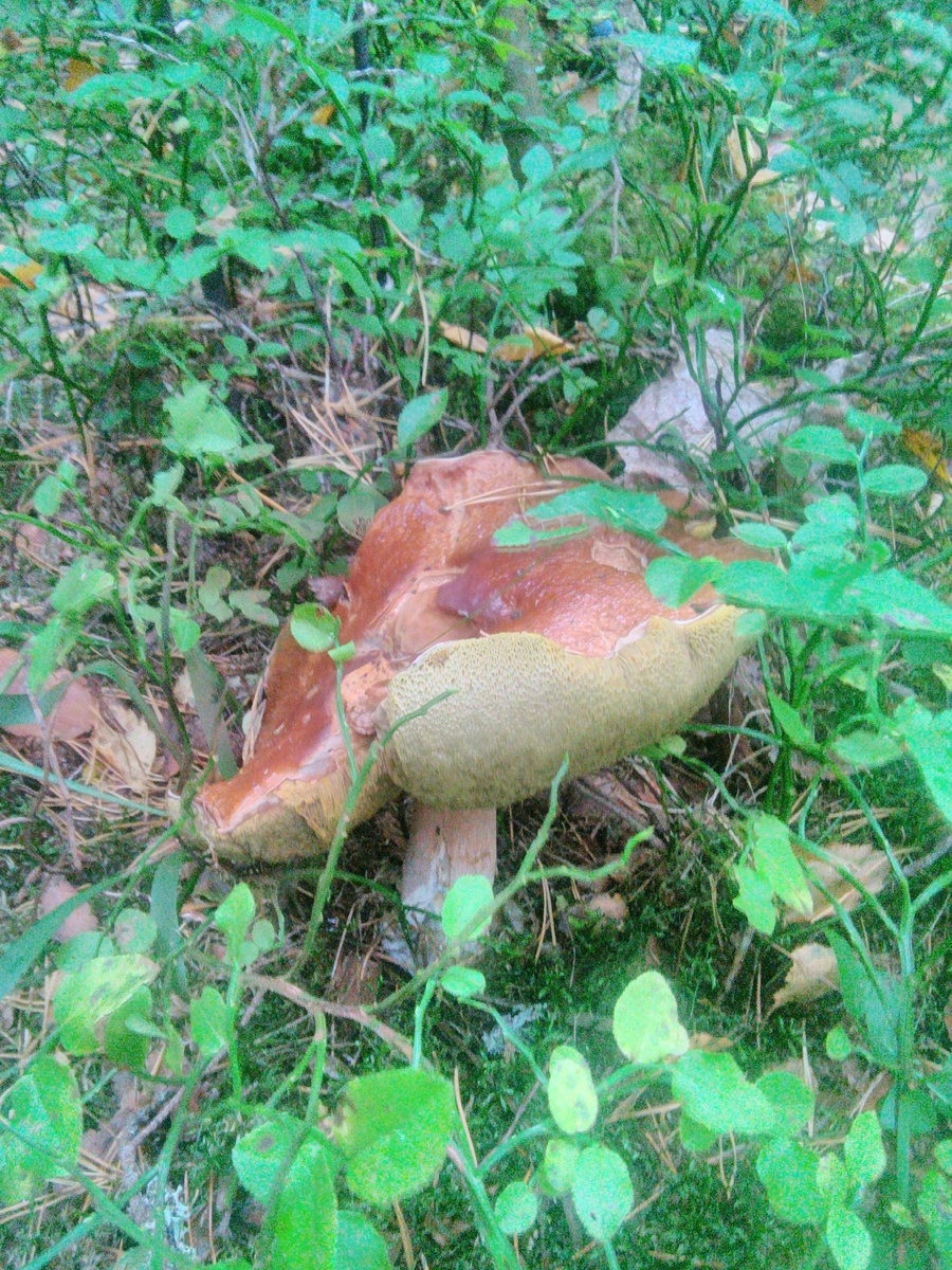 Варвара Травкина. Красавцы найденные в Выборгском районе Ленинградской области.