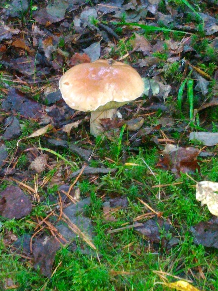 Варвара Травкина. Красавцы найденные в Выборгском районе Ленинградской области.