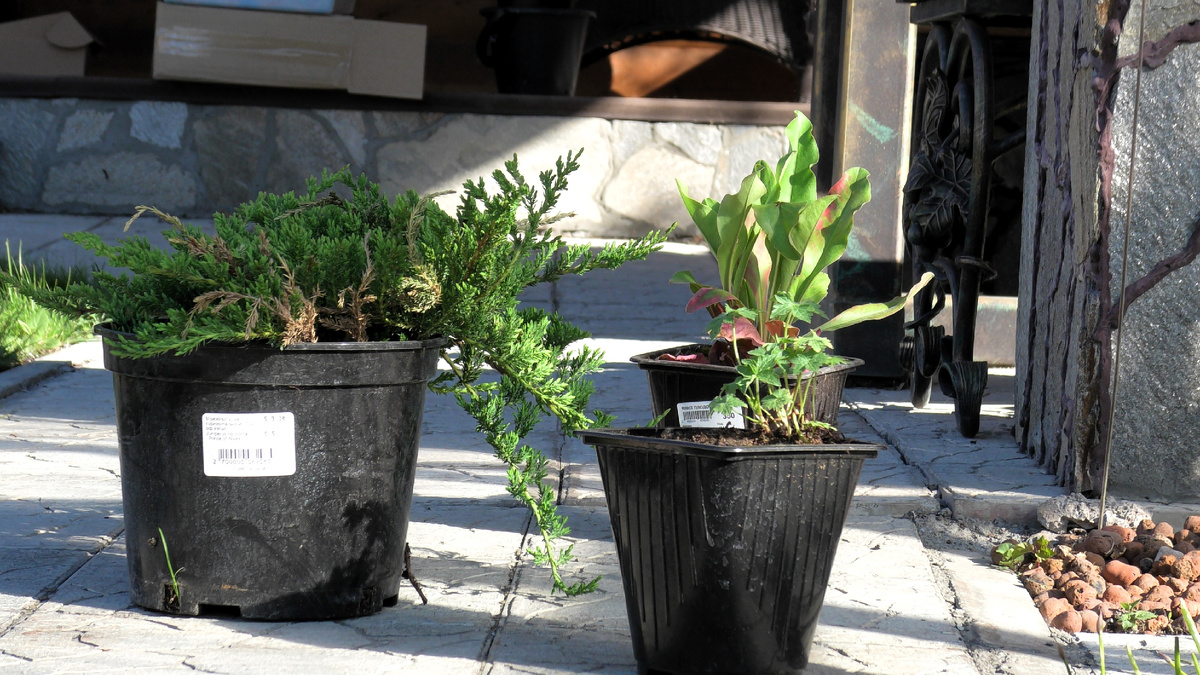 Растения в контейнерах