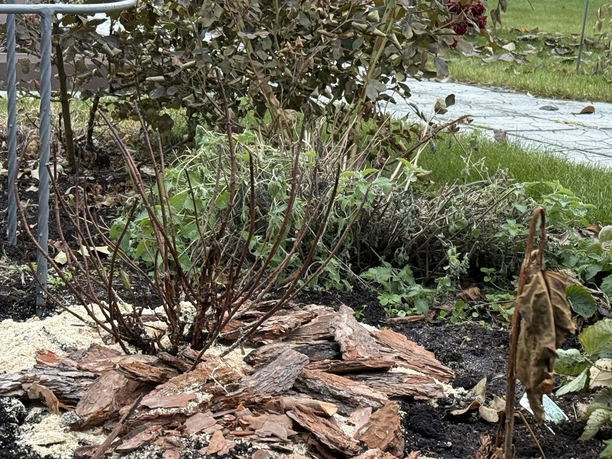 Посаженая поздней осенью почвопокровная метельчатая гортензия. Её я дополнительно укрыла спанбондом.