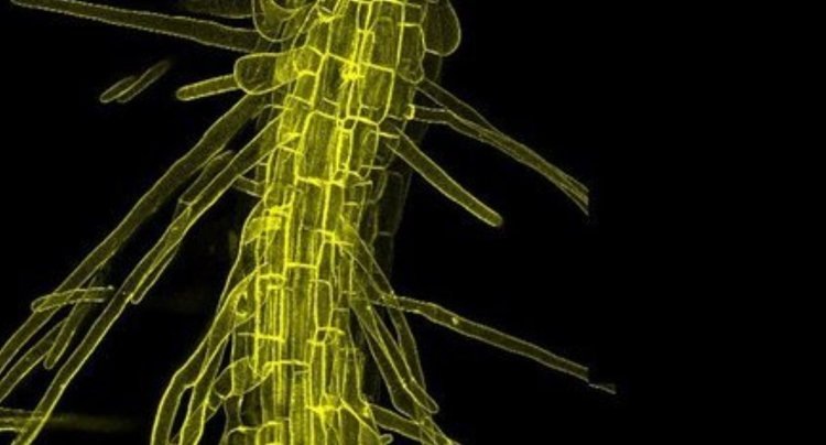    Фото: Irene Liao