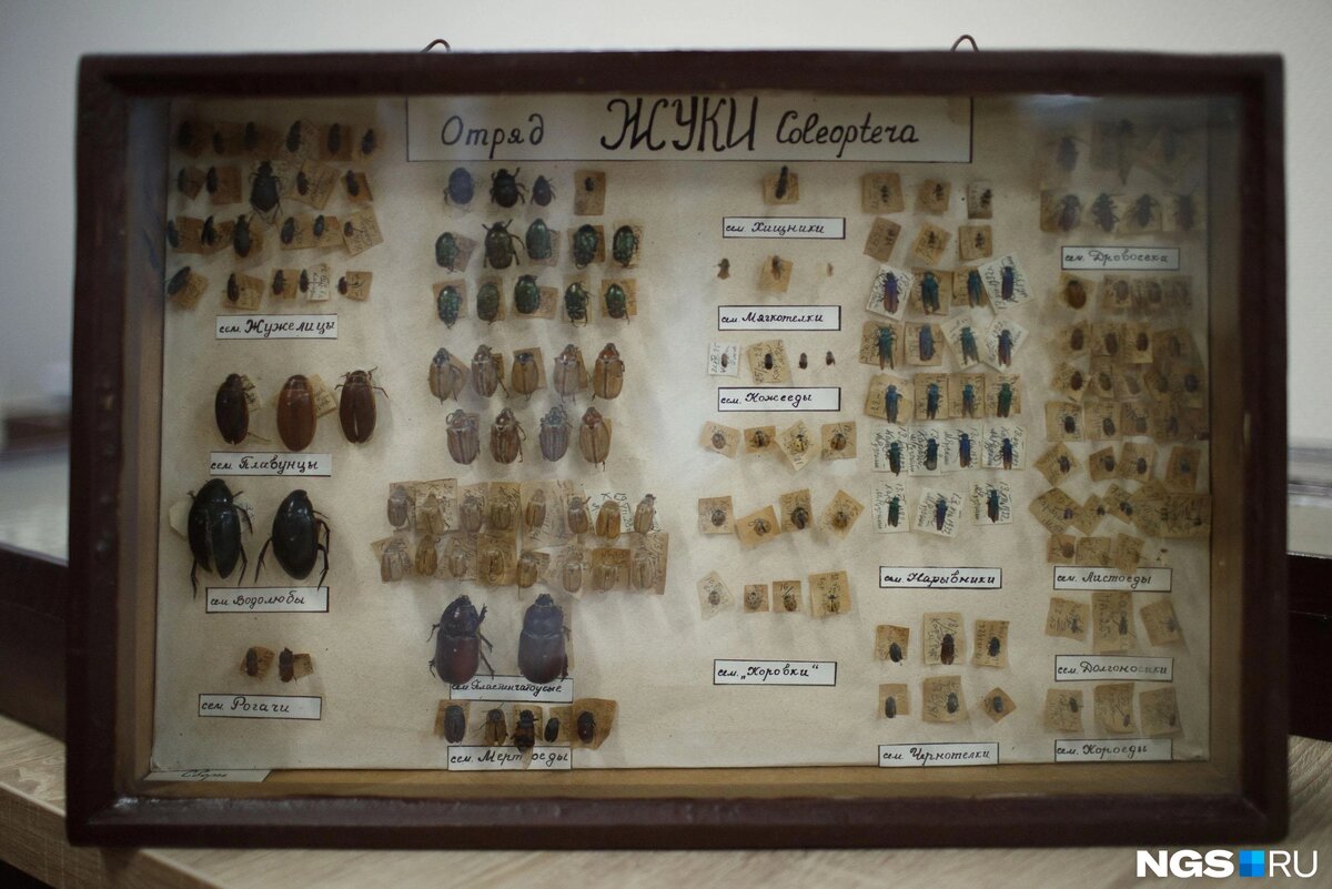 Из коллекции насекомых М.Д. Рузского