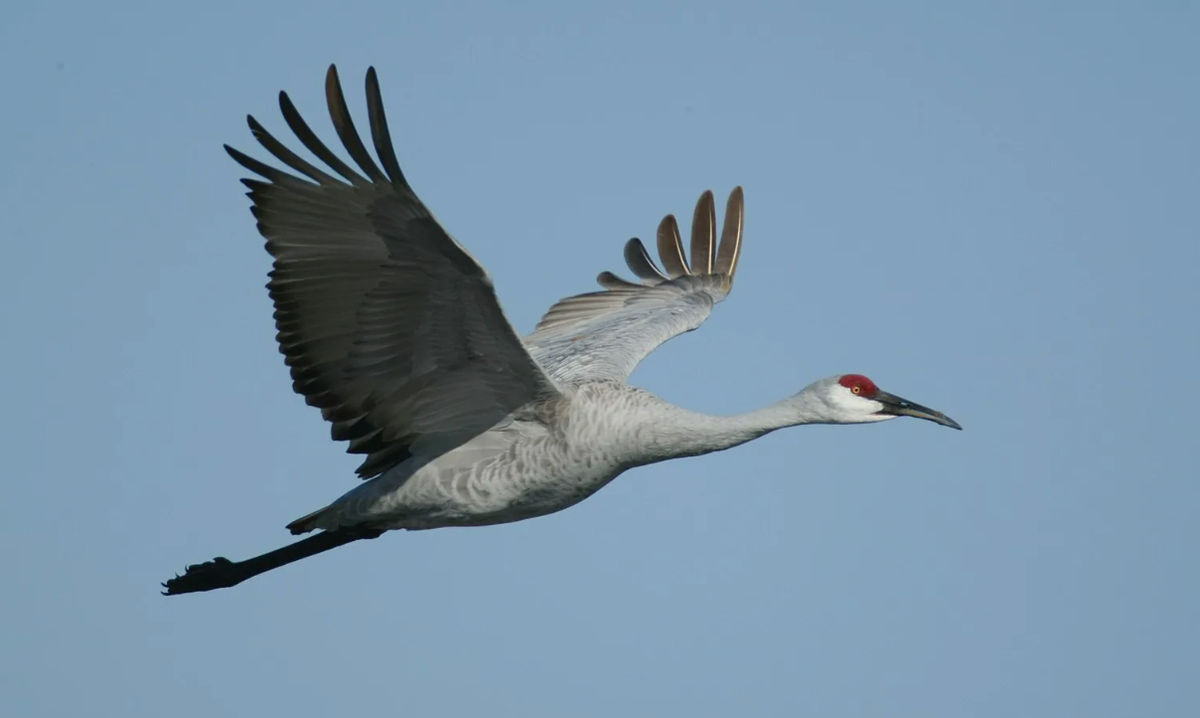 Серый журавль Стерх