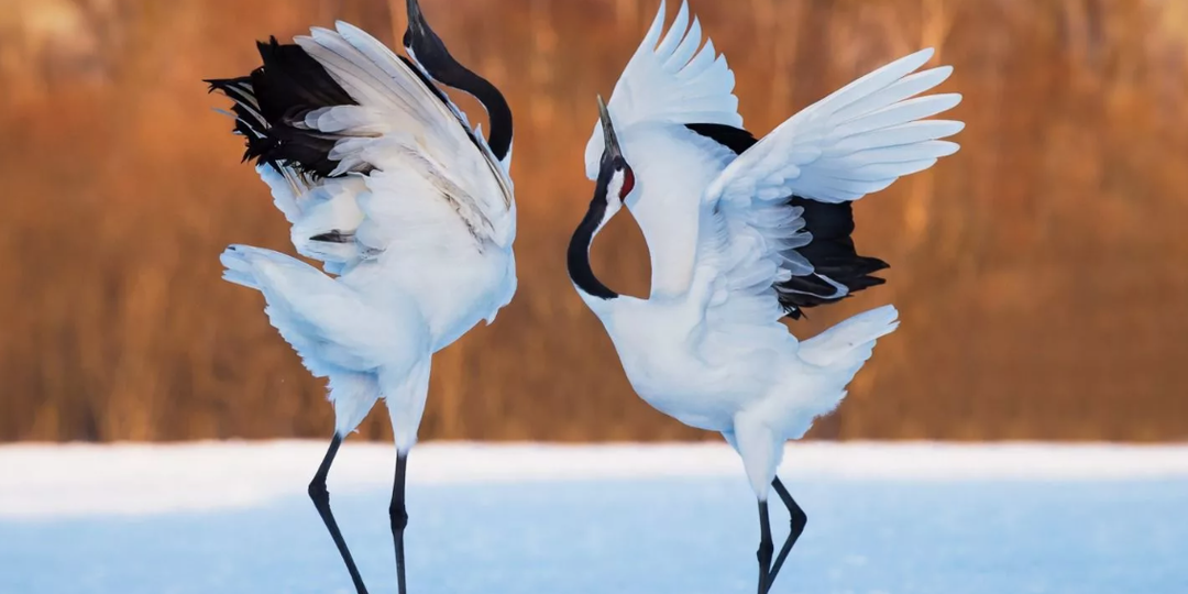 Танец под небом: История Журавлей